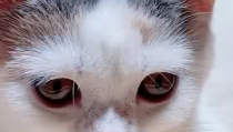 小喵咪ck,探寻猫咪生活的魅力与智慧