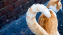 相扑猫尾巴,萌态可掬的动物界“搞笑担当”