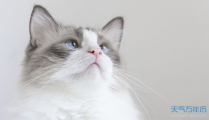 猫咪名字,猫咪名字背后的故事与寓意