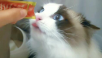 手摇拖拉机相扑猫,手摇拖拉机与相扑猫的奇妙邂逅