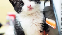 笨蛋小粉猫