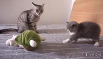 不呆猫,揭秘猫咪的智慧与趣味生活
