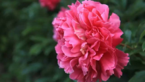 芍药酱719维密圈,芍药酱719带你领略时尚魅力