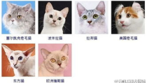 宠物猫种类,探寻各具特色的猫咪世界