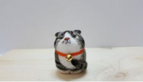 微密猫微密圈,探索神秘社交圈的奥秘