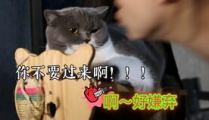 乖乖雪崽,乖乖雪崽的修真传奇