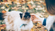 颉颉与猫,一场温馨的宠物奇遇记