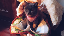 喵小猫吃柠檬,喵小猫的柠檬冒险之旅