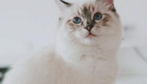 相扑猫小肉丸在线观看,萌宠相扑大赛，欢乐无限