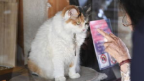 Ni的猫猫,温馨日常与成长故事