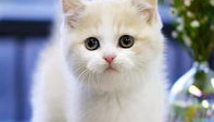 粉色的猫,老墙上的诗意时光