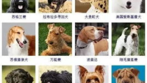 狗的品种及图片,图解各品种狗狗的独特魅力