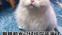 你的猫,写作猫助力高效创作与内容优化