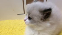 抖音相扑猫的瓜,萌宠界的“力王”挑战，萌翻网友