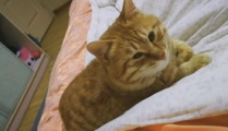 呆呆猫,从流浪到家的温馨故事